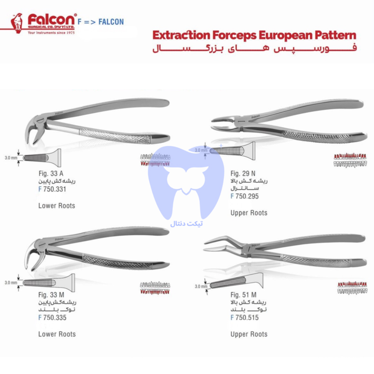فورسپس بزرگسال فالکن در حال استفاده برای اکسترکشن دندان دائمی.