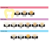 تصویر شماتیک دندان قدامی با دو لایه دنتین (Body) و انامل (Enamel) کامپوزیت آستریا در تکنیک لایهبندی.